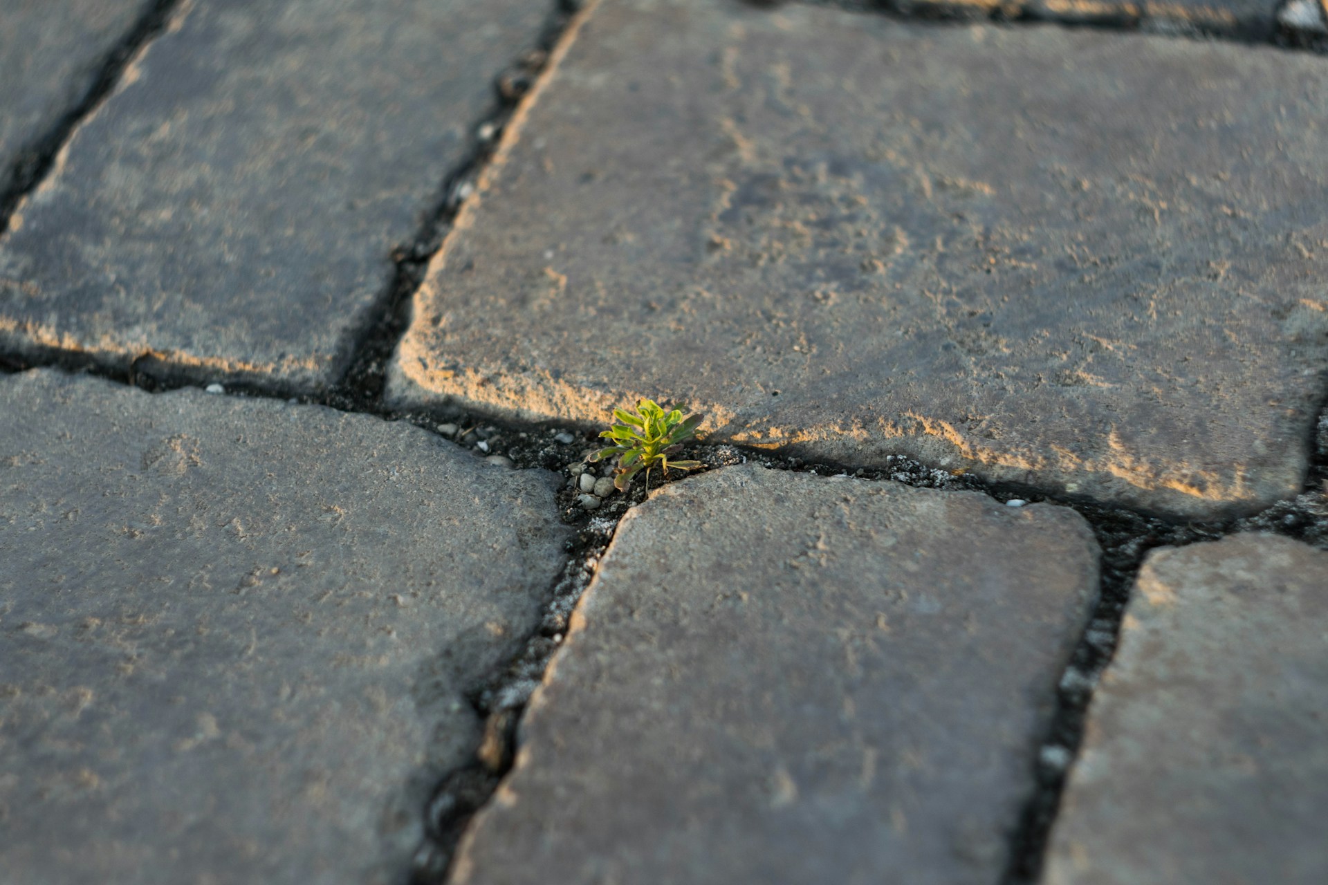 imre-tomosvari-LdpNxPUoR-0-unsplash